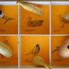 Quelle est Belle Company Caja De 6 Cantos De Pájaros - American Birds - ^ Llamadas De Pájaros