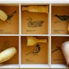 Quelle est Belle Company Caja De 6 Cantos De Pájaros - Western American Birds - ^ Llamadas De Pájaros