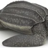 Papo Figura De Tortuga Laud - ^ Animales Marinos