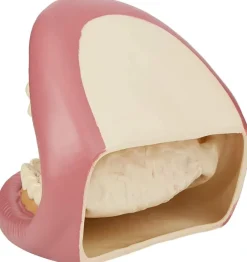 TickiT Kit De Demostracion Dental Gigante - ^ El Mundo Médico