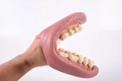 TickiT Kit De Demostracion Dental Gigante - ^ El Mundo Médico