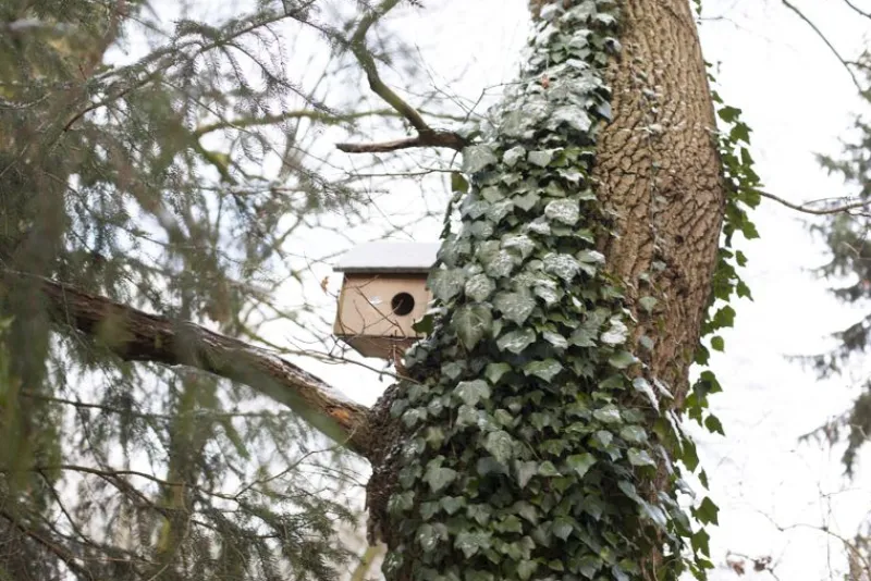 Esschert Design Refugio Para Ardillas - ^ Cajas Nido Y Comederos Para Animales