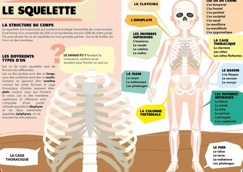 Sassi Junior Viajar, Descubrir, Explorar - El Cuerpo Humano - ^ Libros